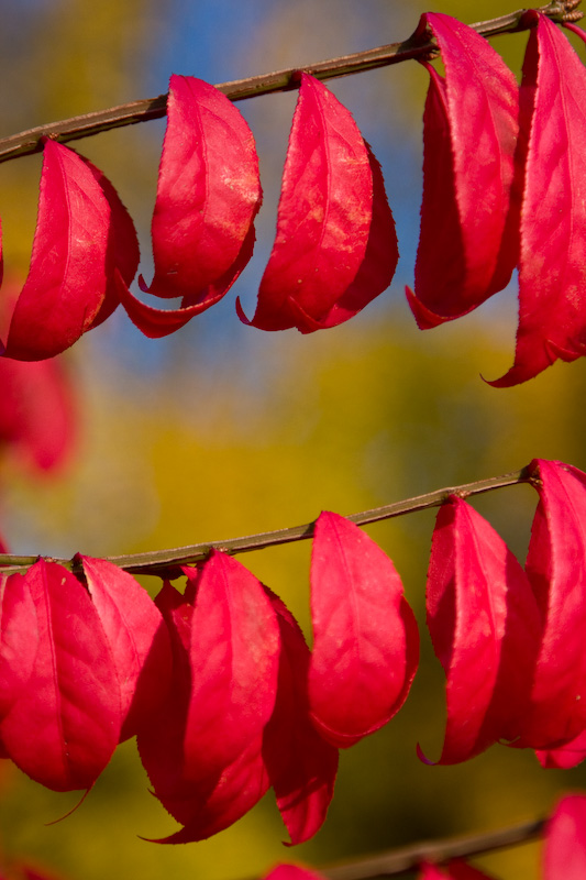 Fall Color